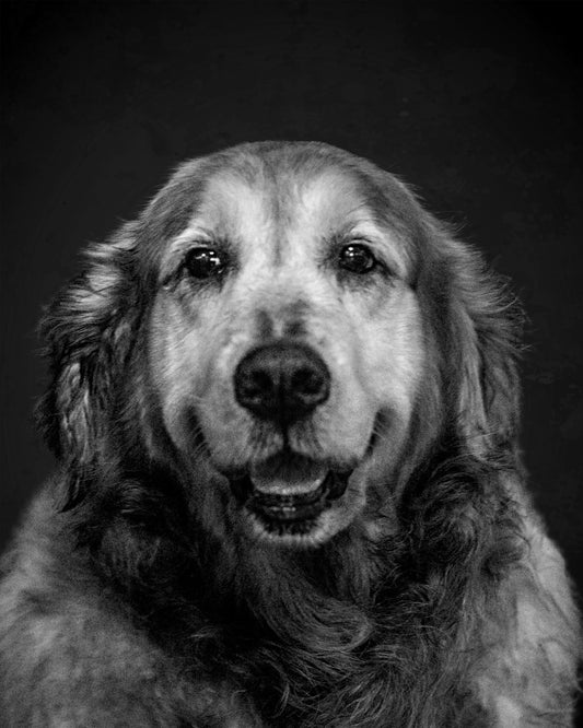 Ritratto su Canvas — Stile Rinascimentale